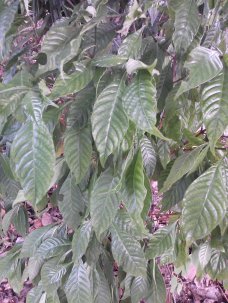 Wild Coffee Psychotria nervosa