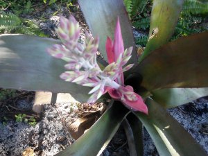 Pink and Yellow Bromeliad